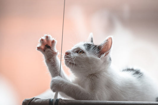 Cat Enrichment: The Complete Indoor Play & Boredom Guide
