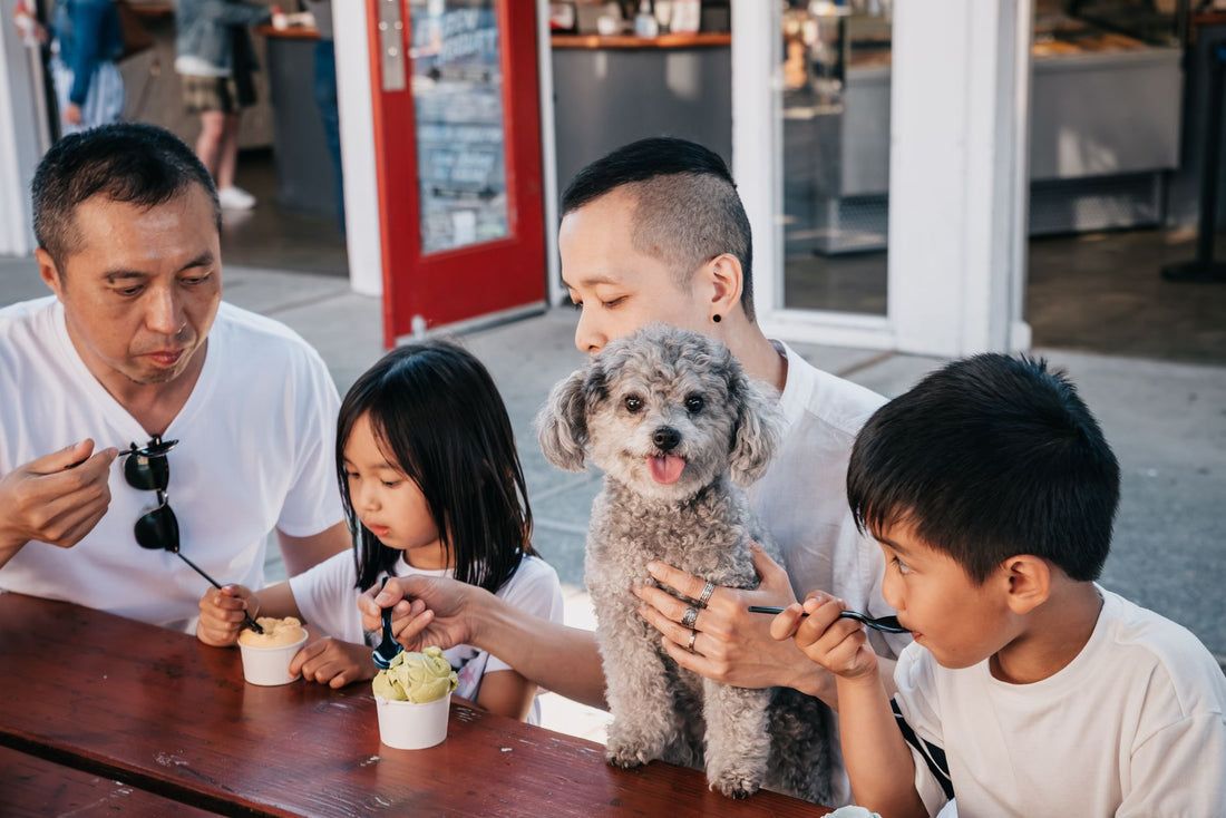 Can Dogs Eat Ice Cream? Safe Frozen Treats & Alternatives