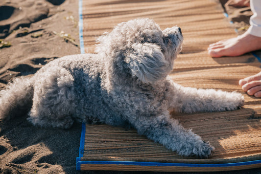 Cooling Mat for Crate: Safe Summer Pad Guide