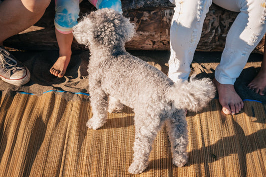 Cooling Mat for Large Dogs: Crate-Safe Gel Pad & Size Guide