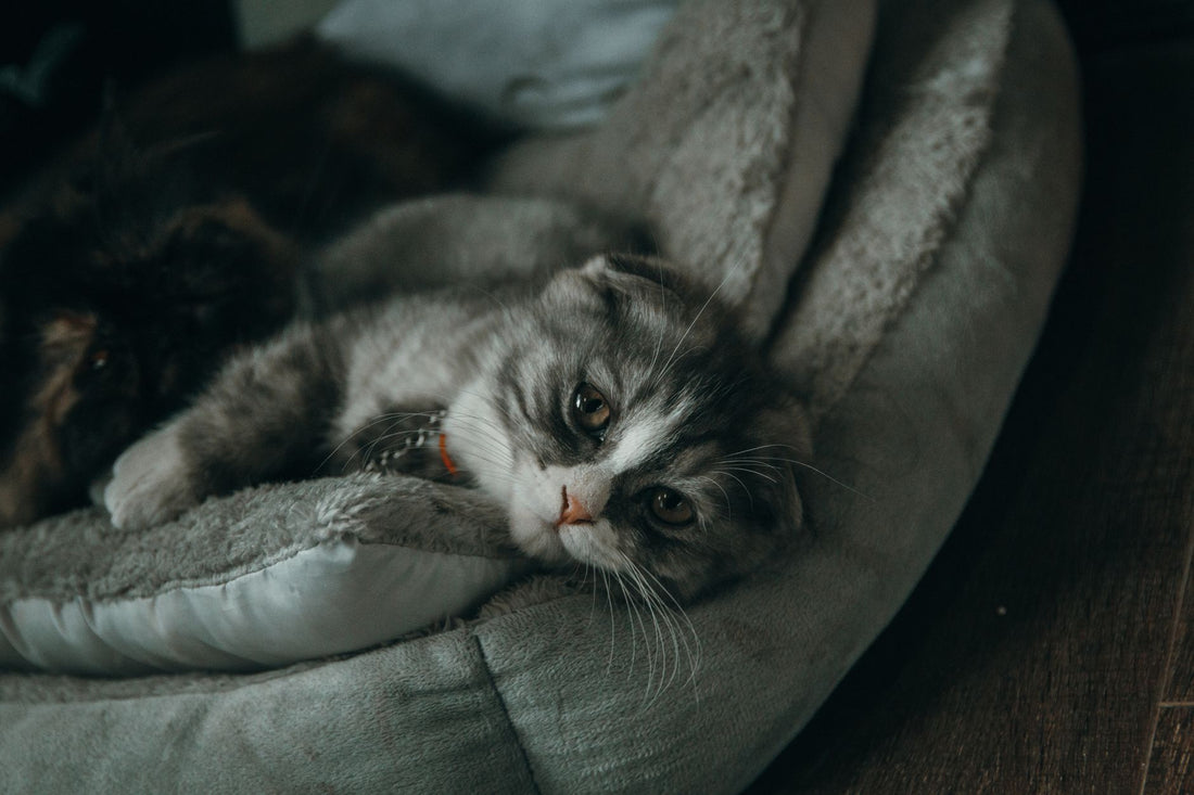 Heated Cat Bed for Senior Cats: Winter Comfort Guide
