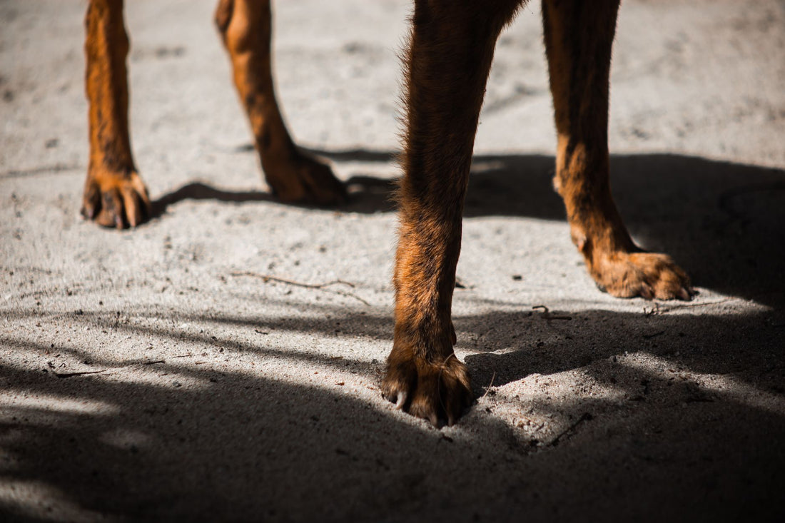 Legs-Out vs Enclosed Dog Carriers: Which Is Safer for Travel?