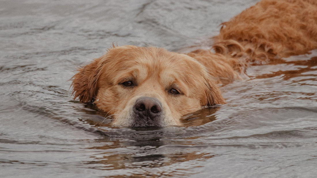 Why Does My Dog Scratch After Swimming? Causes & Prevention