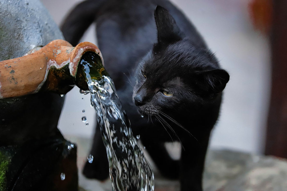 Best Quiet Cat Water Fountain: Silent Picks for Light Sleepers