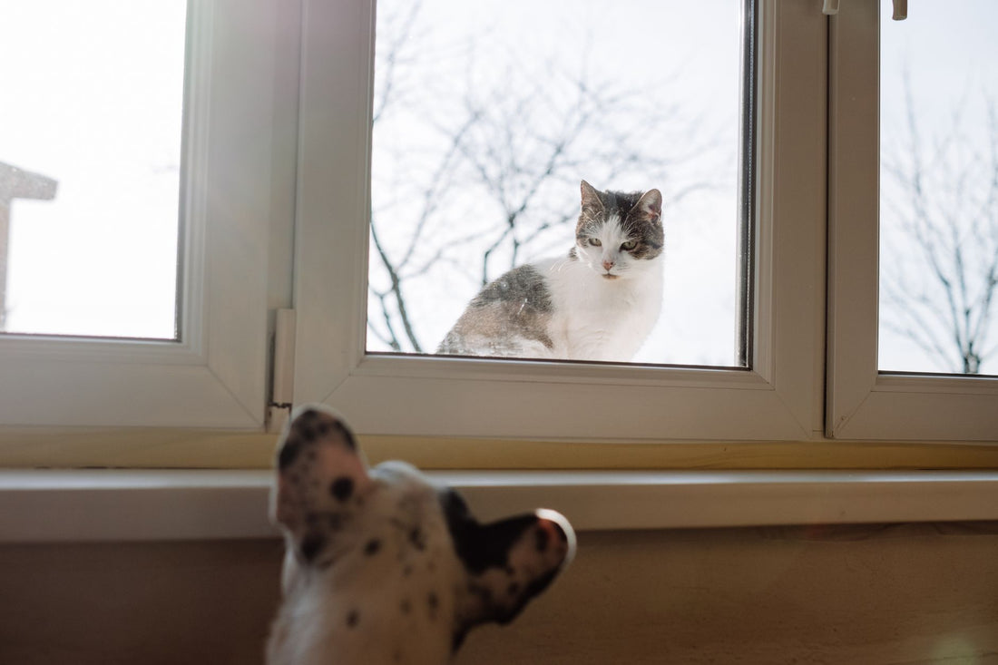 Best Window Cat Toys: Suction Cup Enrichment for Bored Indoor Cats