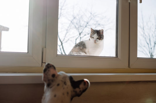 Best Window Cat Toys: Suction Cup Enrichment for Bored Indoor Cats