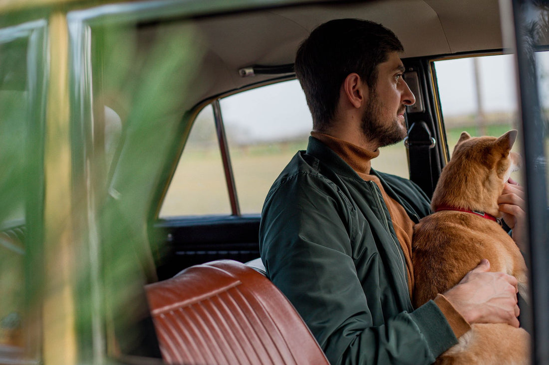 How to Safely Secure Your Dog in the Car (By Size)