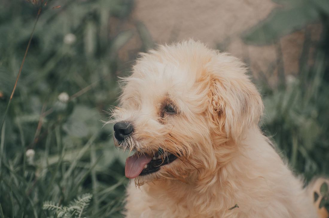 Why Is My Dog Panting Excessively? Health & Behavior Guide