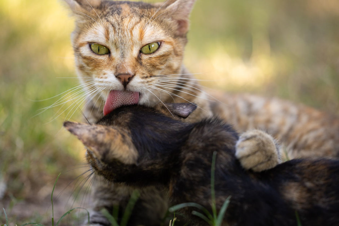 Lick Mats for Dogs and Cats: What They Are, How They Work, and Why Vets Recommend Them