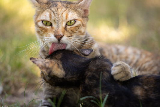 Lick Mats for Dogs and Cats: What They Are, How They Work, and Why Vets Recommend Them