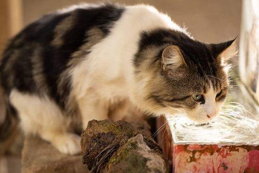Why Your Cat Water Fountain Stops Working? Filter & Pump Fixes