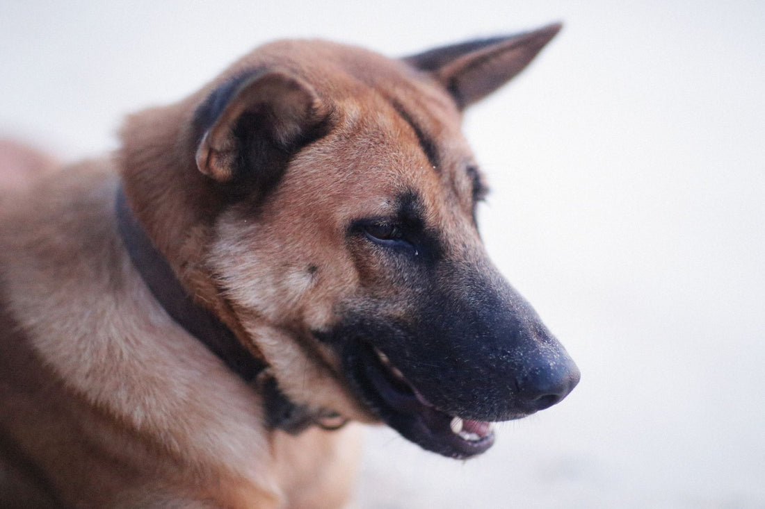 Do Dogs Need Ear Protection When Swimming? Water Safety Guide