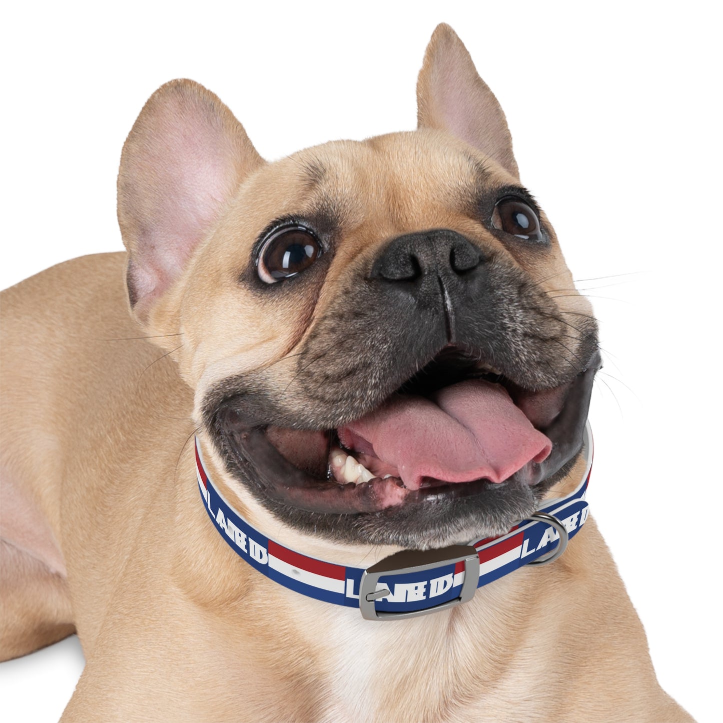 World Cup Dog Collar - Netherlands