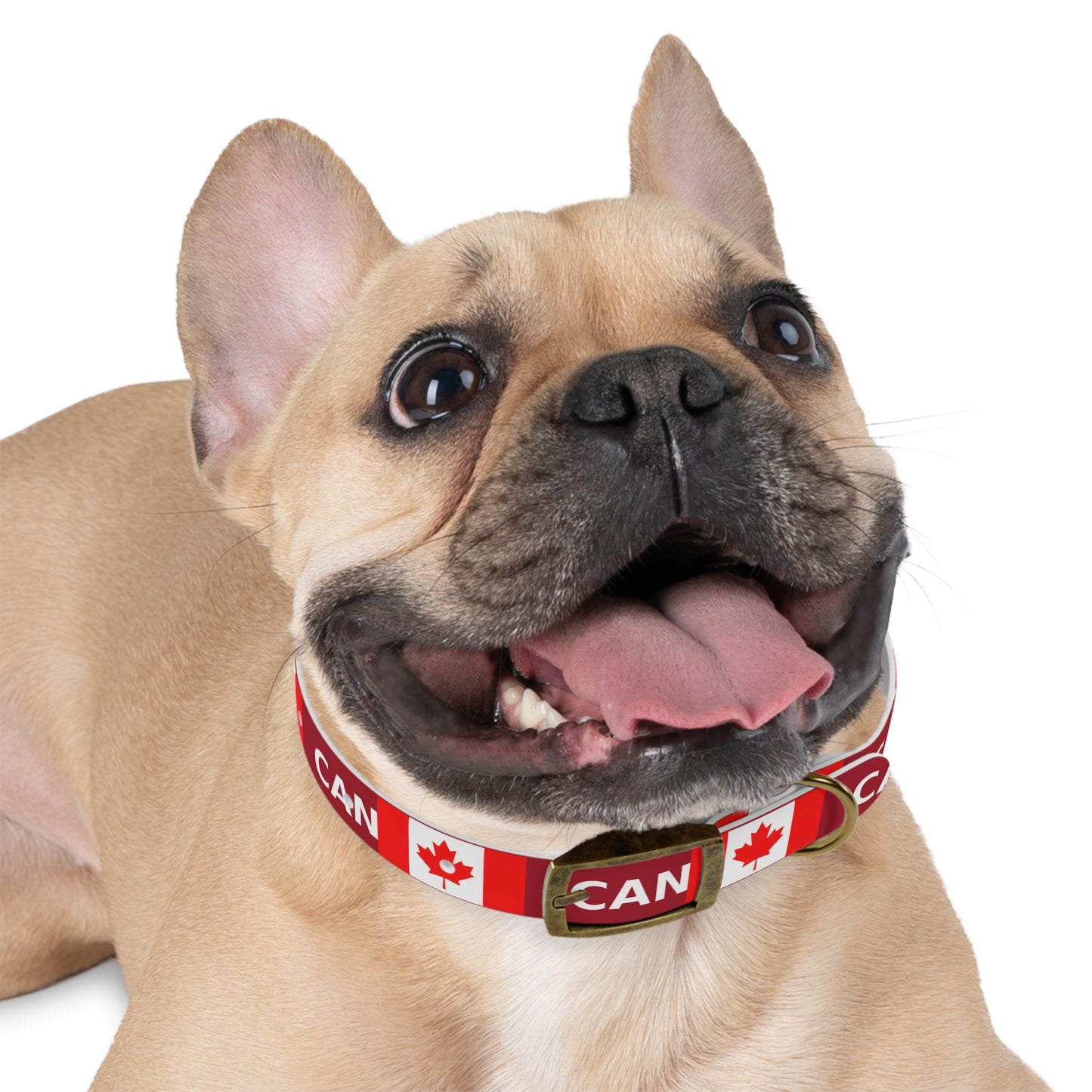 World Cup Dog Collar - Canada