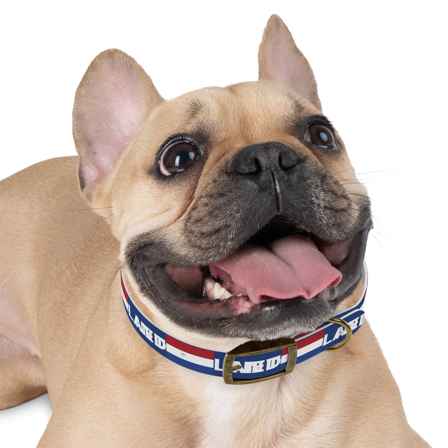 World Cup Dog Collar - Netherlands