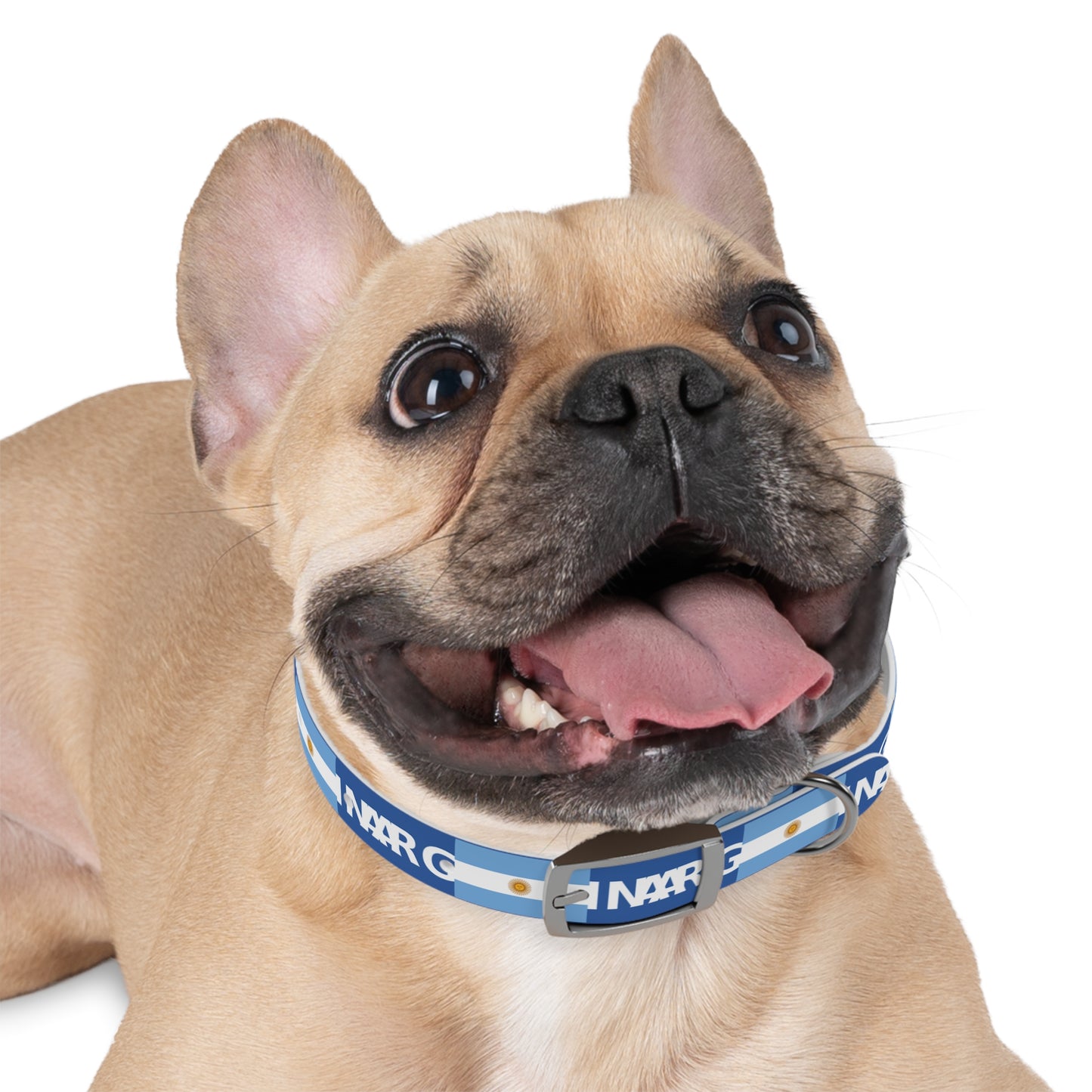 World Cup Dog Collar - Argentina