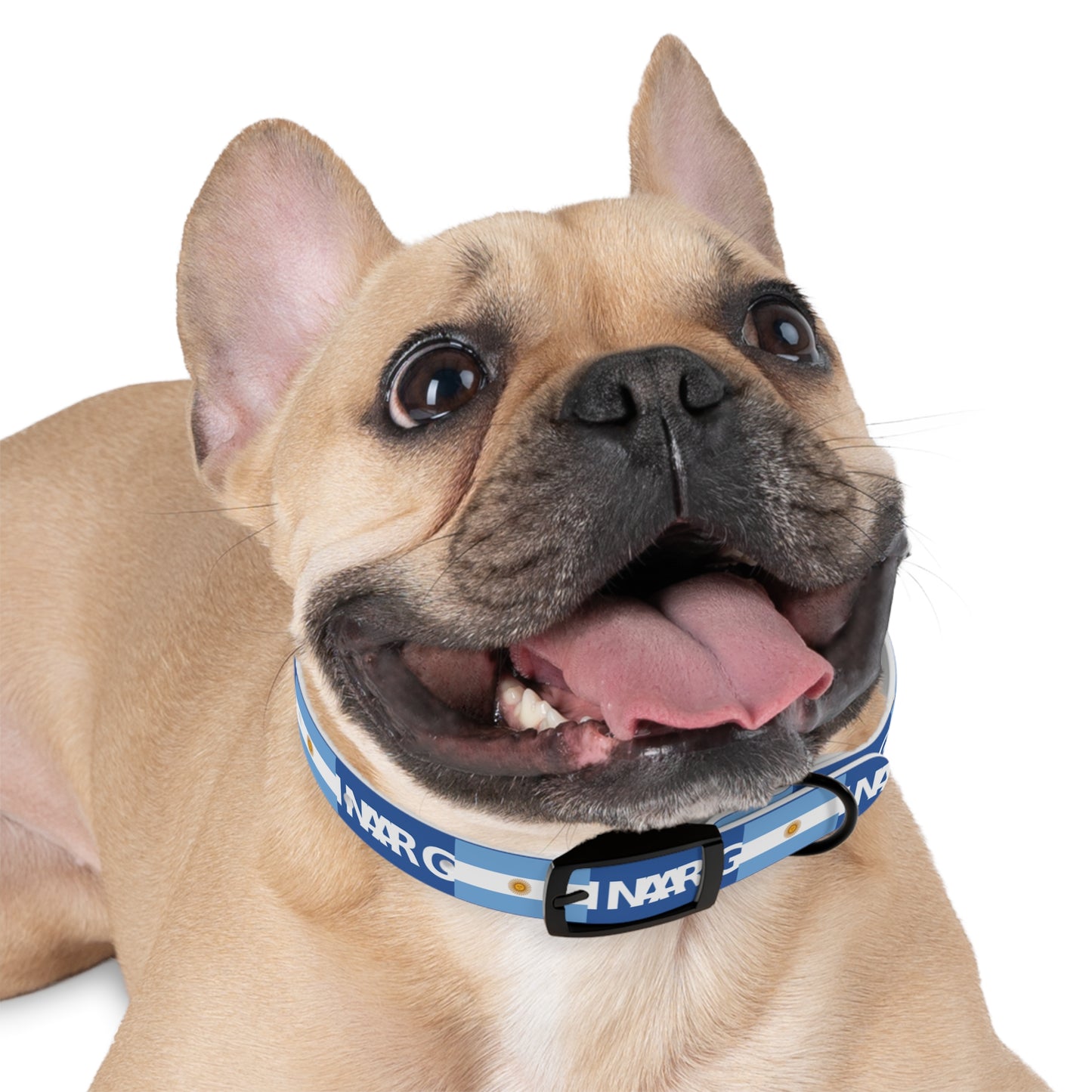 World Cup Dog Collar - Argentina