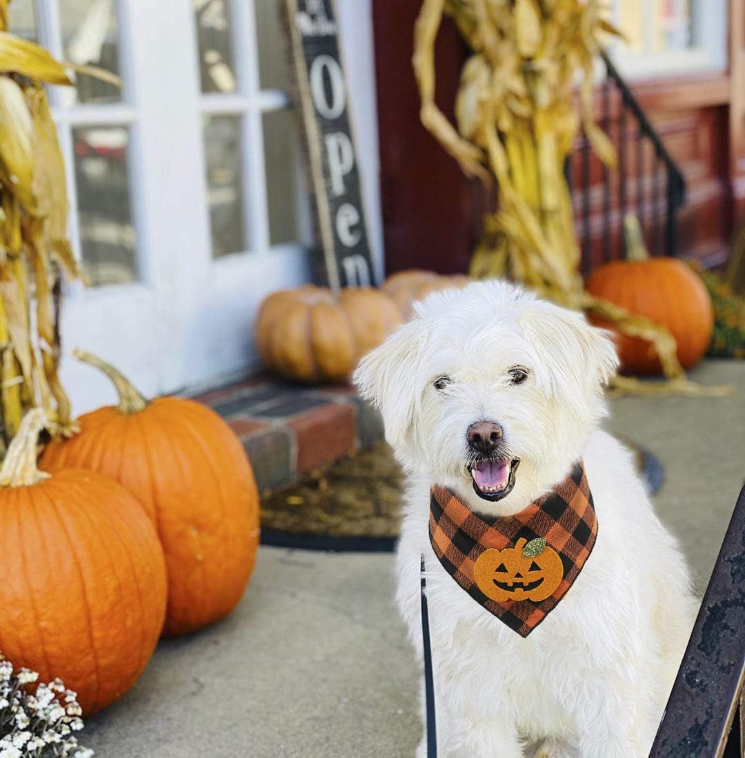 Additional view of Halloween Dog Bandana with Pumpkin & Skeleton Appliques