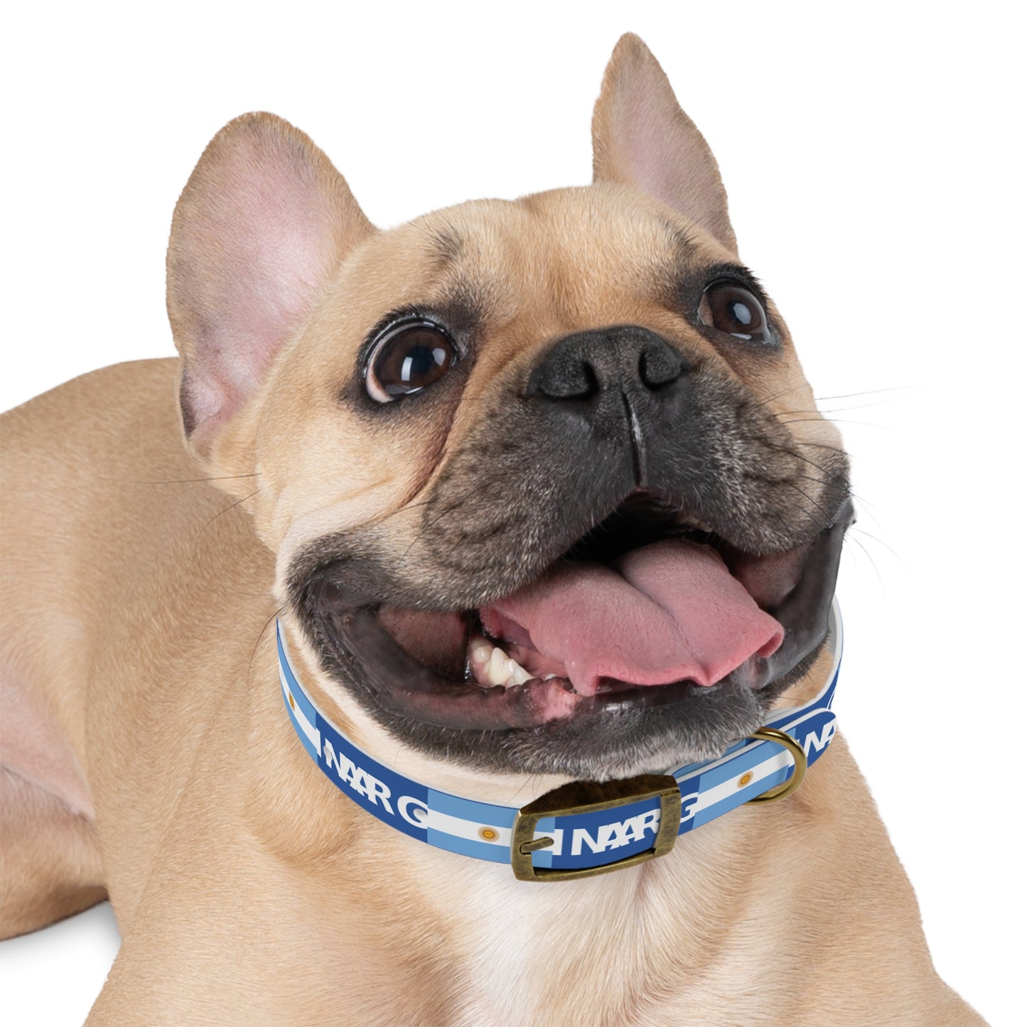 World Cup Dog Collar - Argentina
