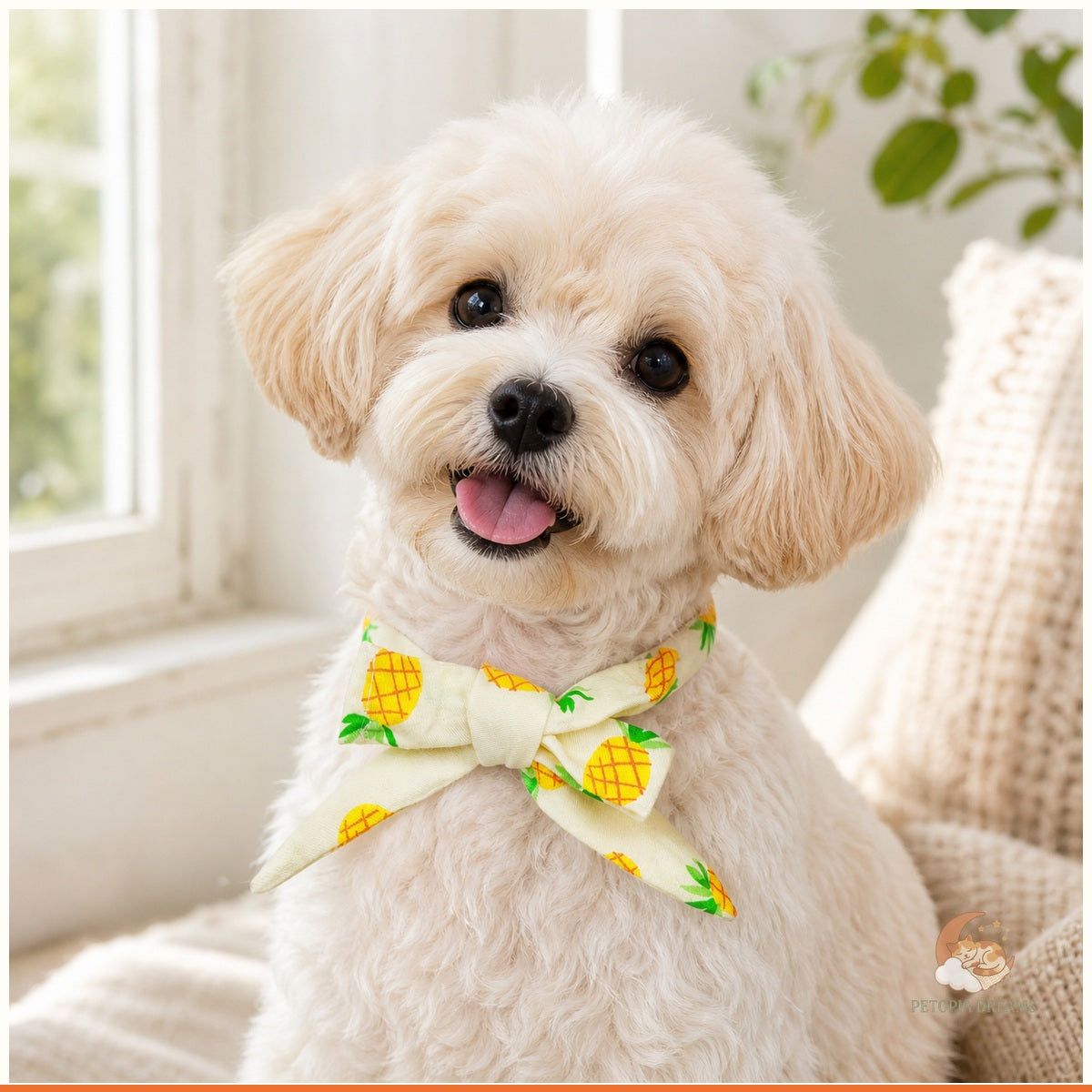 Small dog wearing the Pineapple summer bow collar