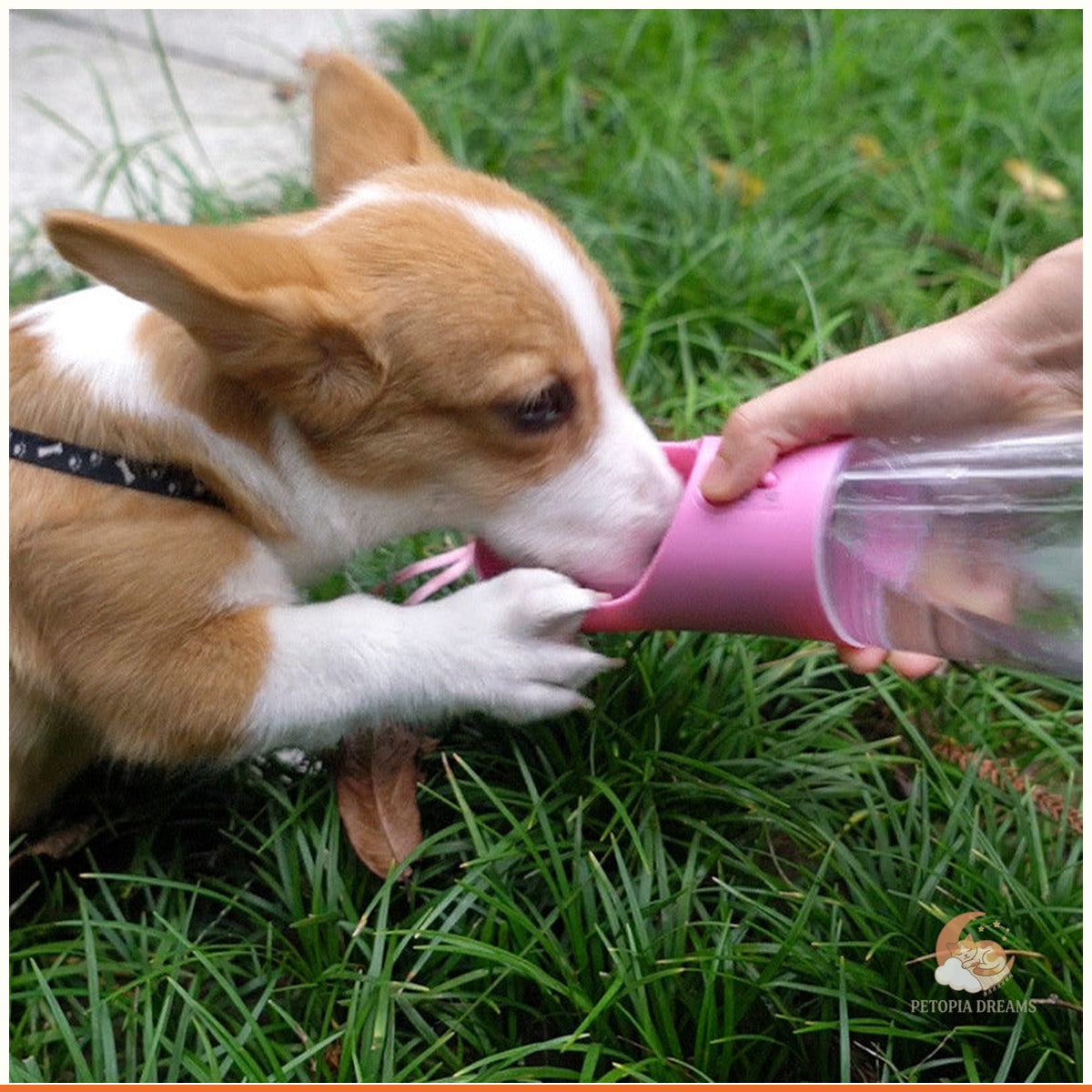 Portable Dog Water Bottle: Leak-Proof Travel Dispenser & Bowl | Petopia Dreams
