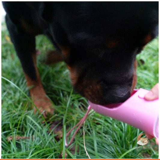 Portable Dog Water Bottle: Leak-Proof Travel Dispenser & Bowl | Petopia Dreams