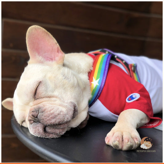 Rainbow Dog Harness & Leash Set for Small Dogs | Petopia Dreams
