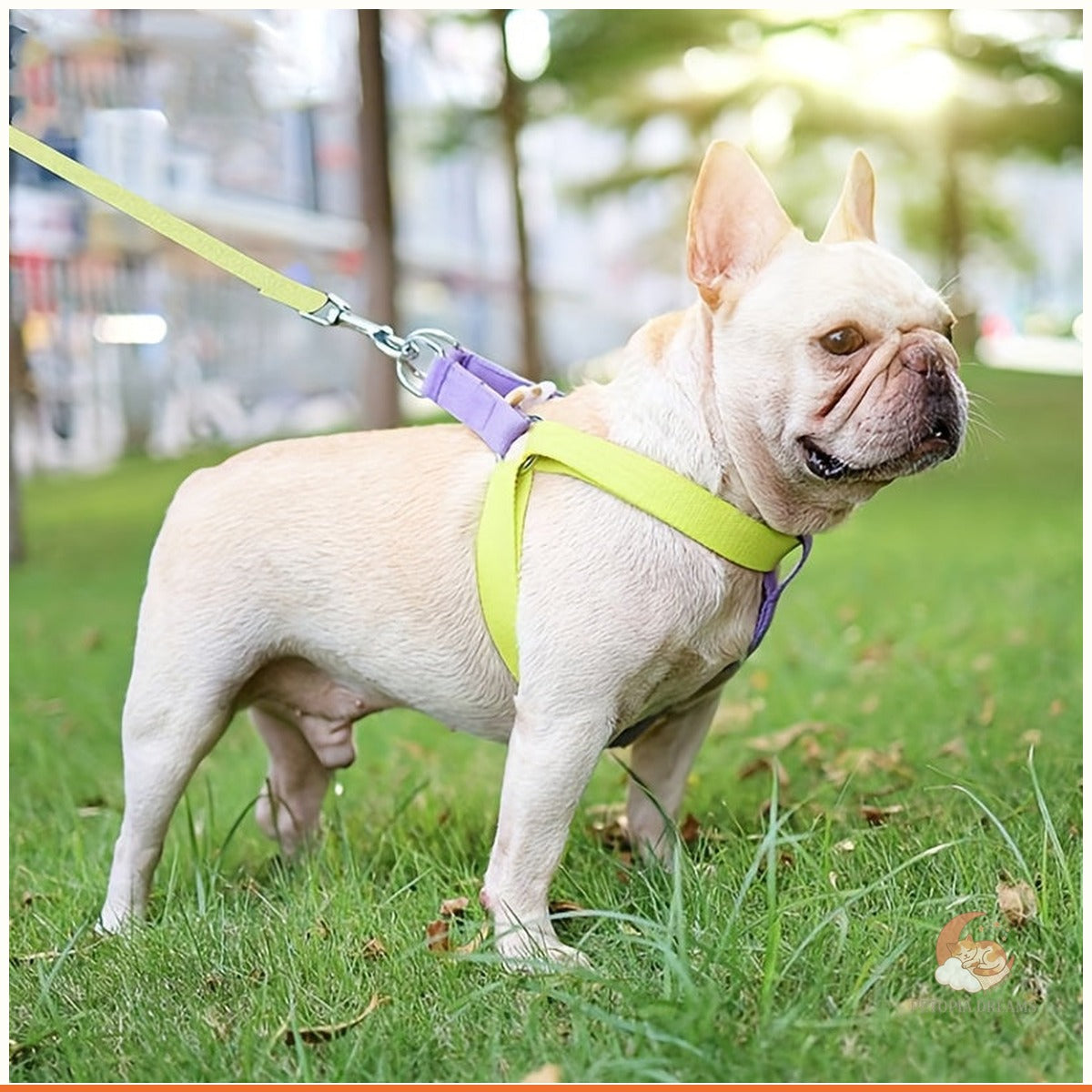 Rainbow Colorblock Dog Harness & Leash Set (No-Escape Vest) | Petopia Dreams