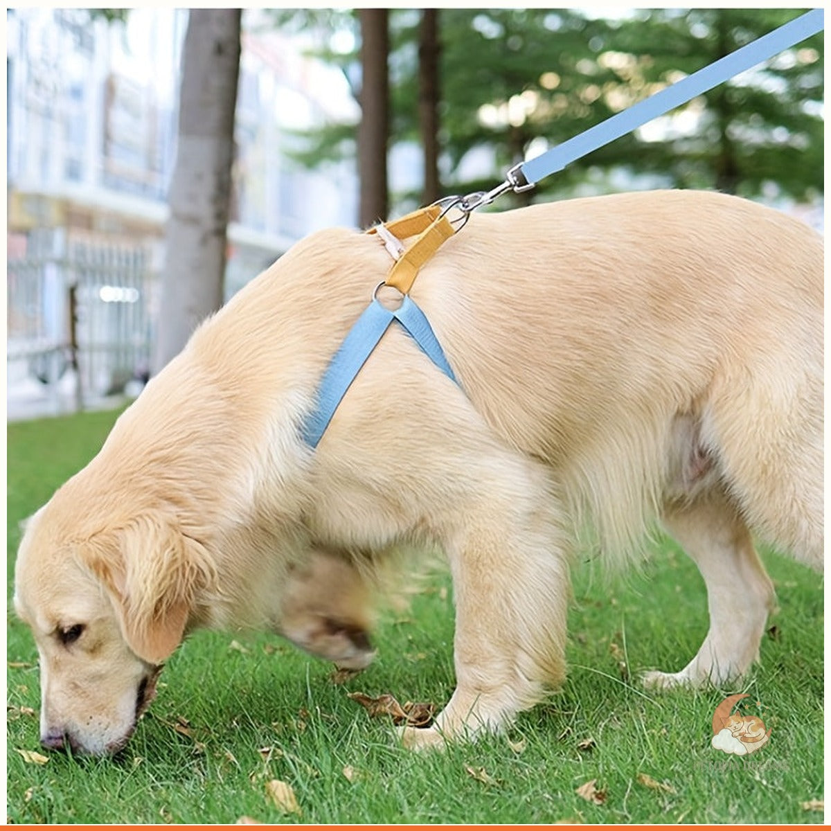 Rainbow Colorblock Dog Harness & Leash Set (No-Escape Vest) | Petopia Dreams