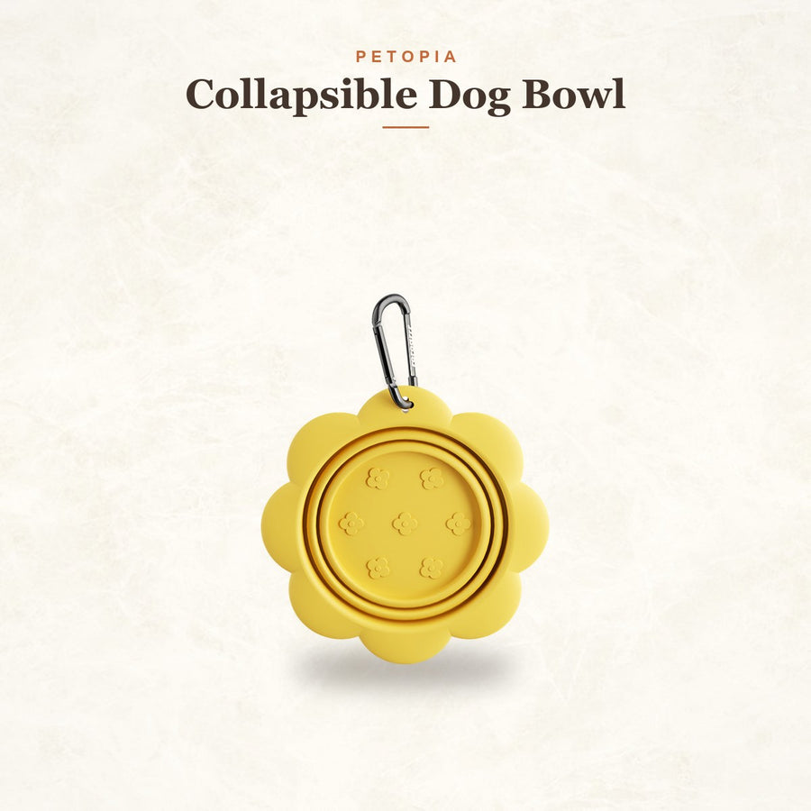 Collapsible Dog Bowl with Carabiner — Travel Water & Food Dish